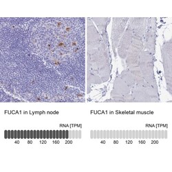 Tissue alpha-L-Fucosidase/FUCA1 Antibody, Novus Biologicals:Antibodies:Primary